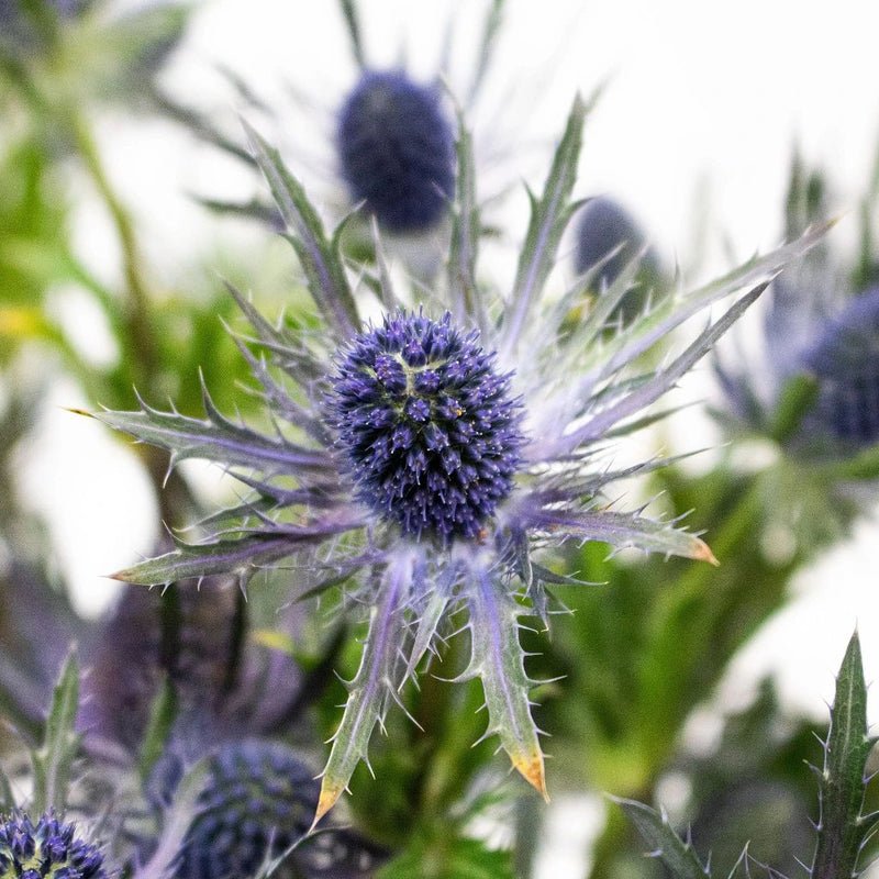 Eryngium - Blue Thistle (10 Stems) - Laflora.ae