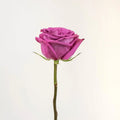 Rose - Deep Purple - Laflora.ae
