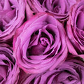 Rose - Deep Purple - Laflora.ae