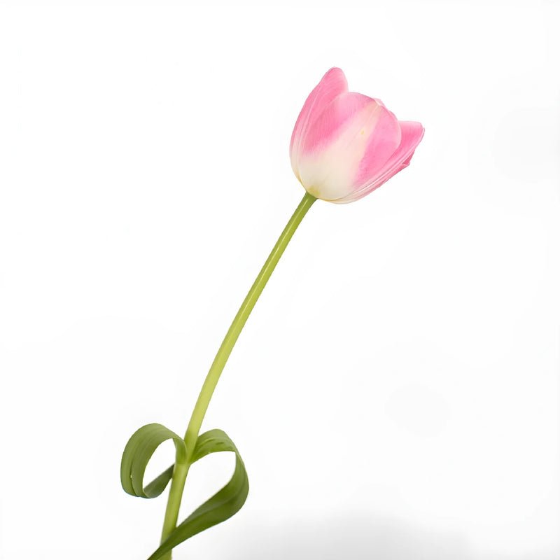 Tulips - Blush (10 Stems) - Laflora.ae