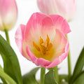 Tulips - Blush (10 Stems) - Laflora.ae