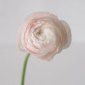 Ranunculus - Blush Italian Cloony (10 Stems) - Laflora.ae