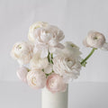 Ranunculus - Blush Italian Cloony (10 Stems) - Laflora.ae