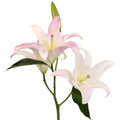 Light Pink Lily - Oriental - Laflora.ae