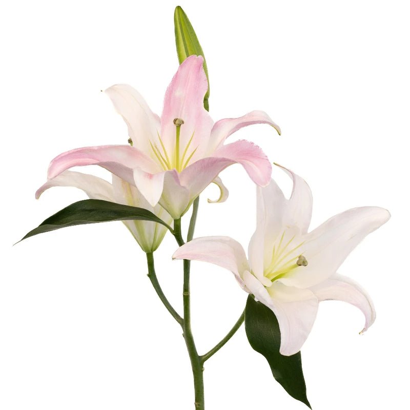 Light Pink Lily - Oriental - Laflora.ae