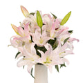 Light Pink Lily - Oriental - Laflora.ae