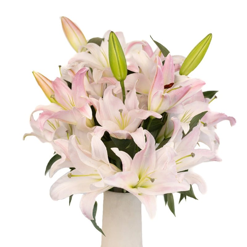 Light Pink Lily - Oriental - Laflora.ae