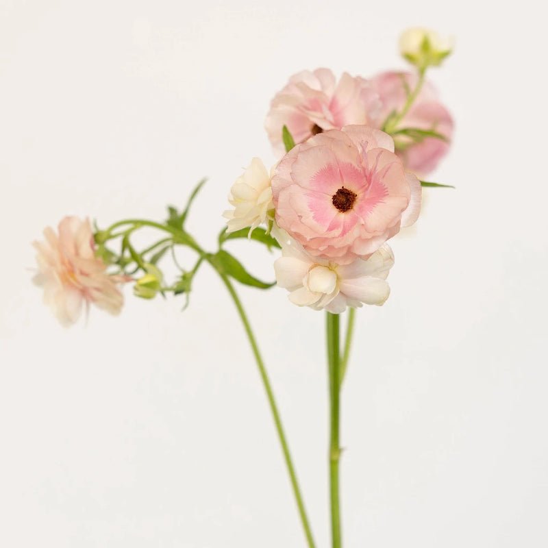 Ranunculus - Blushing Bride Butterfly (10 Stems) - Laflora.ae