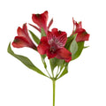 Red Alstroemeria (Bunch) - Laflora.ae