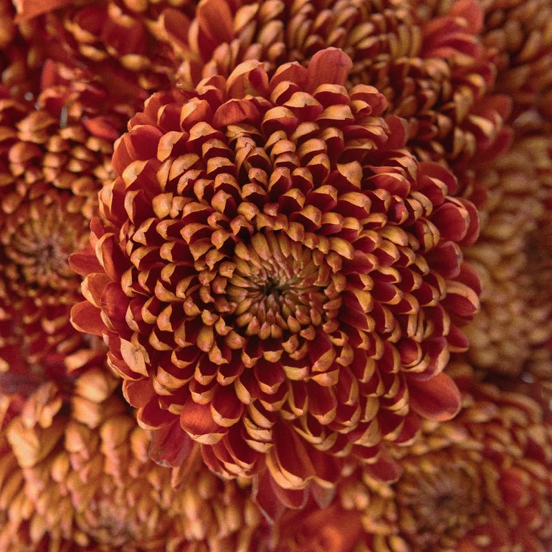 Chrysanthemum - Bronze Mum (10 Stems) - Laflora.ae
