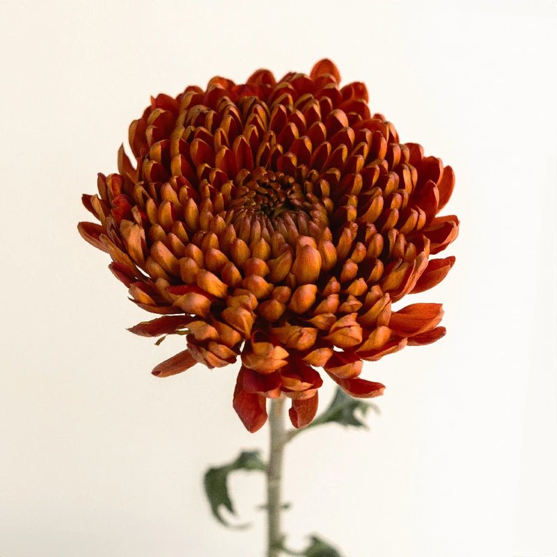 Chrysanthemum - Bronze Mum (10 Stems) - Laflora.ae