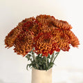 Chrysanthemum - Bronze Mum (10 Stems) - Laflora.ae