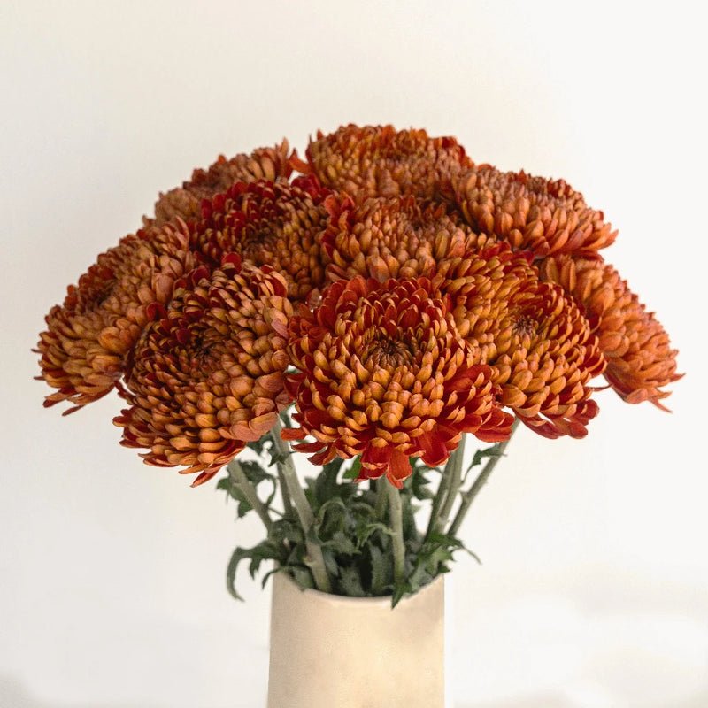 Chrysanthemum - Bronze Mum (10 Stems) - Laflora.ae