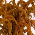 Amaranthus - Hot Biscuits (10 Stems) - Laflora.ae