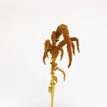 Amaranthus - Hot Biscuits (10 Stems) - Laflora.ae