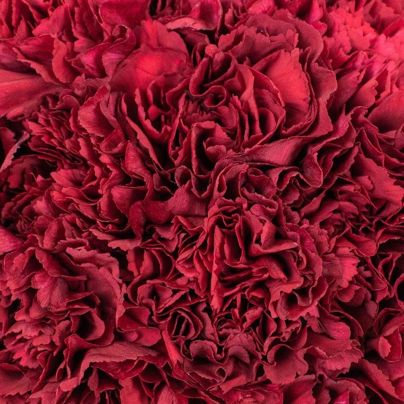 Carnation - Burgundy (20 Stems) - Laflora.ae