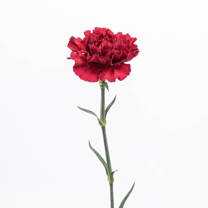 Carnation - Burgundy (20 Stems) - Laflora.ae