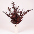 Ruscus - Burgundy Dried (Bunch) - Laflora.ae