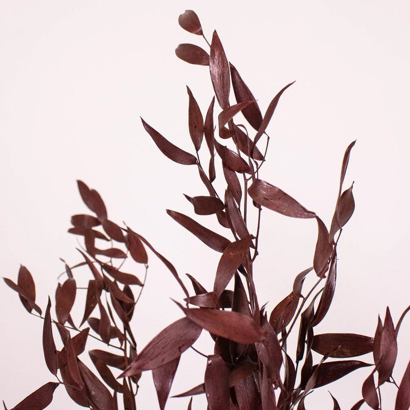Ruscus - Burgundy Dried (Bunch) - Laflora.ae