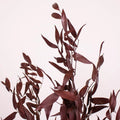 Ruscus - Burgundy Dried (Bunch) - Laflora.ae