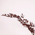 Ruscus - Burgundy Dried (Bunch) - Laflora.ae