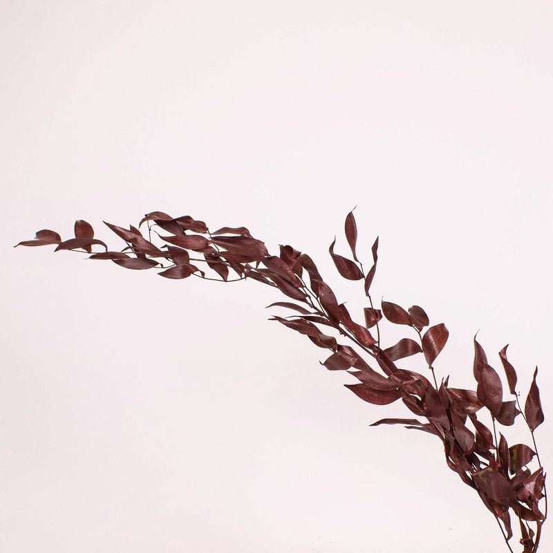 Ruscus - Burgundy Dried (Bunch) - Laflora.ae