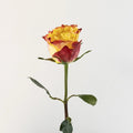 Garden Rose - Burning Love (10 Stems) - Laflora.ae