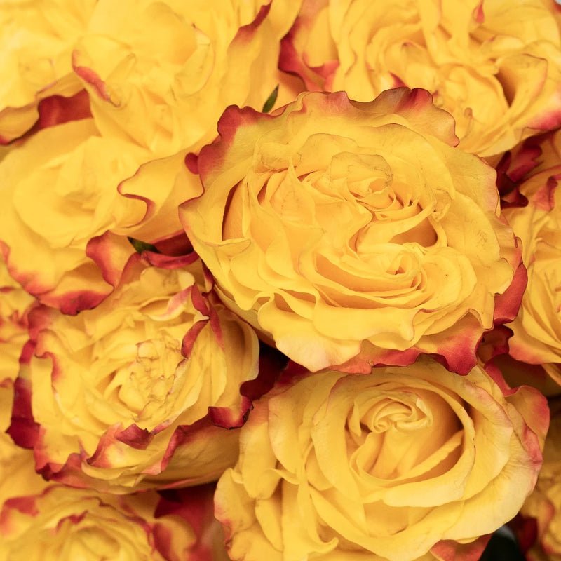 Garden Rose - Burning Love (10 Stems) - Laflora.ae