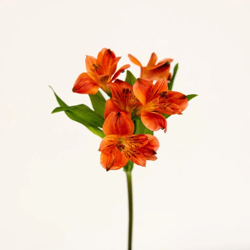 Orange Alstroemeria (Bunch) - Laflora.ae