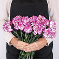 Carnation - Nebula Pink (20 Stems) - Laflora.ae