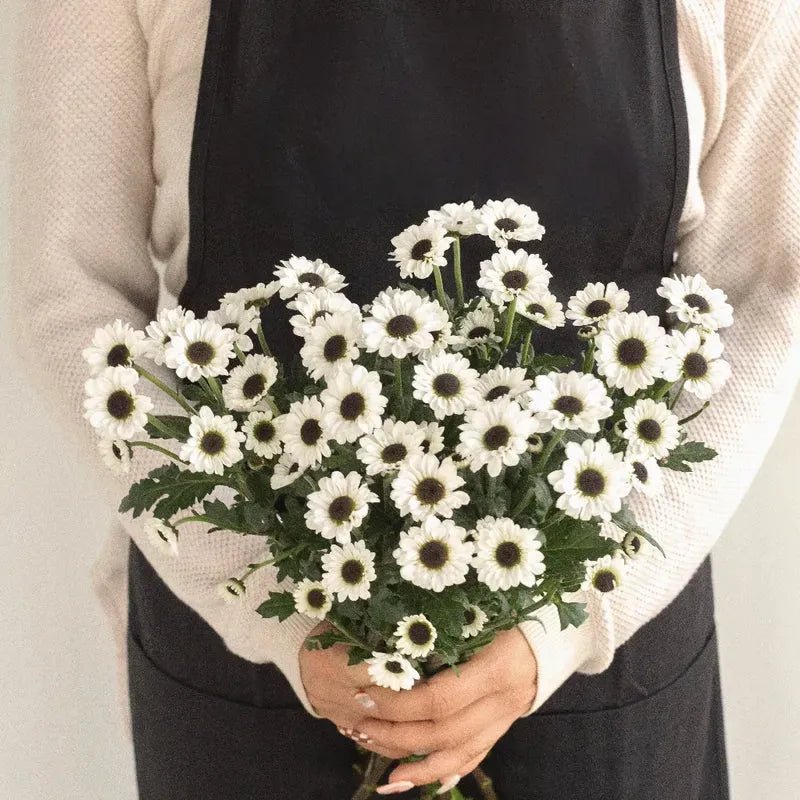 Chrysanthemum - Mini Tuxedo Santini (14 Stems) - Laflora.ae