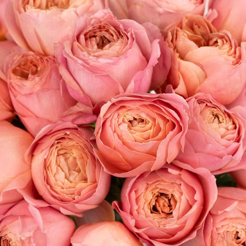 Garden Rose - Antique Pink - Laflora.ae