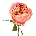Garden Rose - Antique Pink - Laflora.ae