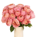 Garden Rose - Antique Pink - Laflora.ae