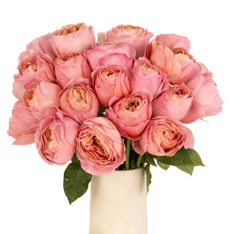 Garden Rose - Antique Pink - Laflora.ae