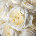 Rose - Candlelight (25 Stems) - Laflora.ae