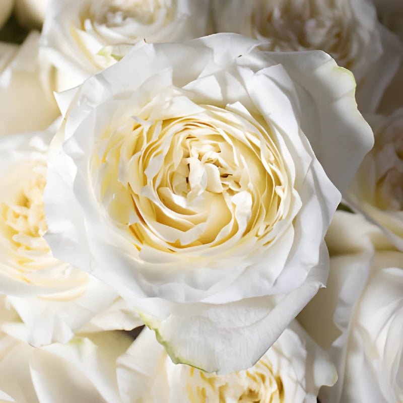 Rose - Candlelight (25 Stems) - Laflora.ae