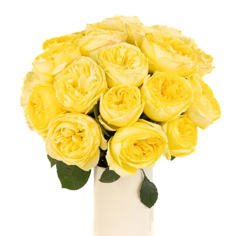 Garden Rose - Catalina Beach - Laflora.ae