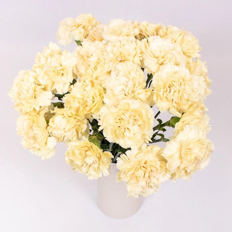 Carnations - Champagne (25 Stems) - Laflora.ae