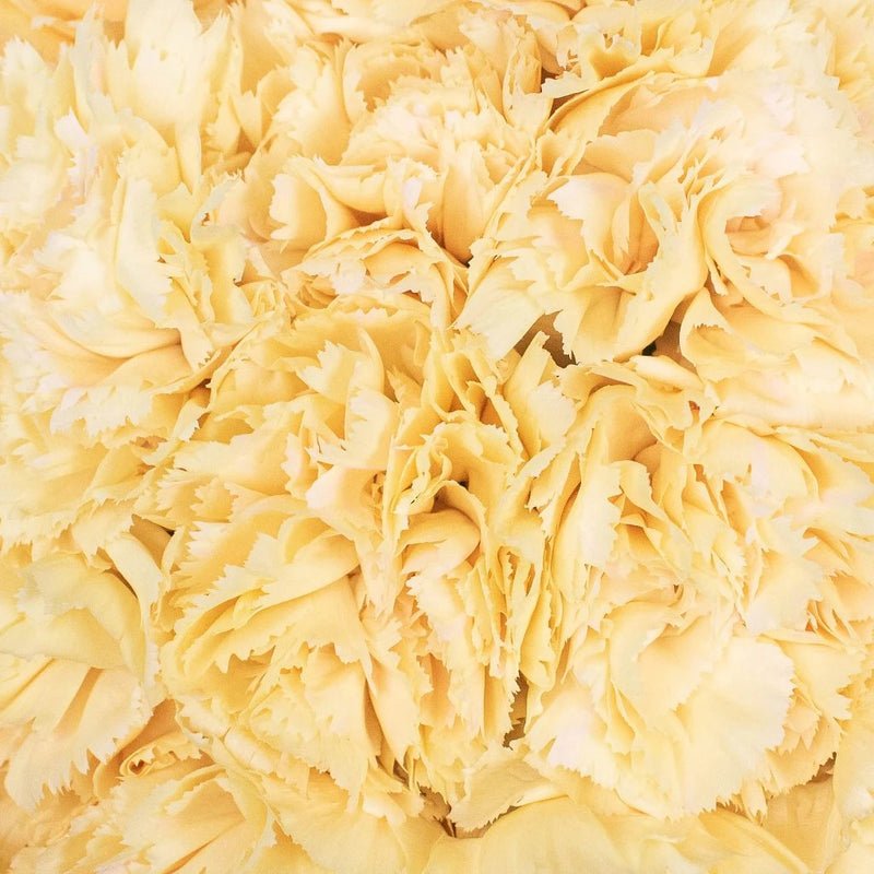 Carnations - Champagne (25 Stems) - Laflora.ae