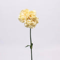 Carnations - Champagne (25 Stems) - Laflora.ae