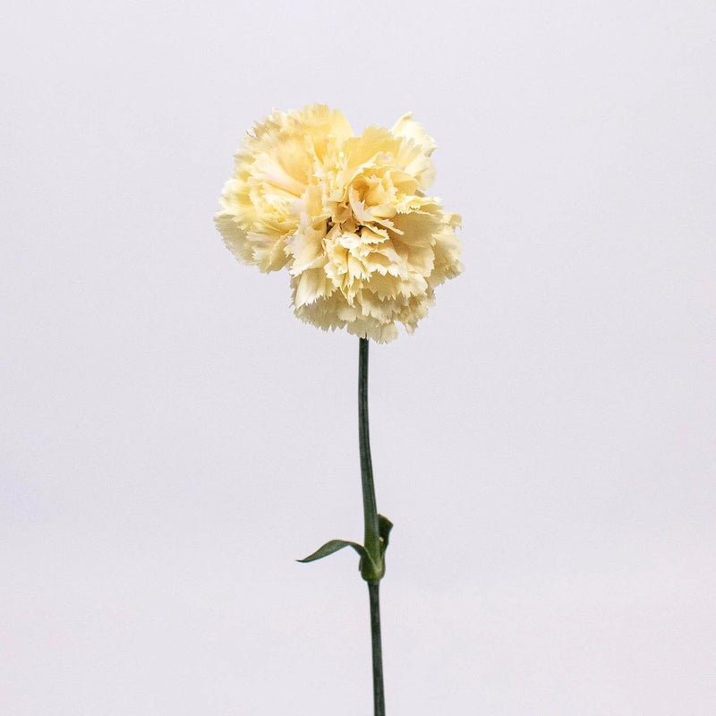 Carnations - Champagne (25 Stems) - Laflora.ae