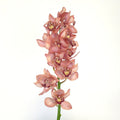 Cymbidium Orchid - Dusty Rose Pink (1 Stem) - Laflora.ae