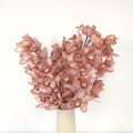 Cymbidium Orchid - Dusty Rose Pink (1 Stem) - Laflora.ae