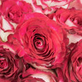 Roses - Pink Bicolour - Laflora.ae