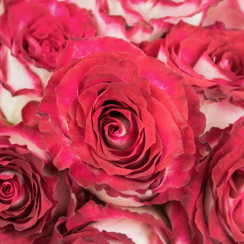Roses - Pink Bicolour - Laflora.ae