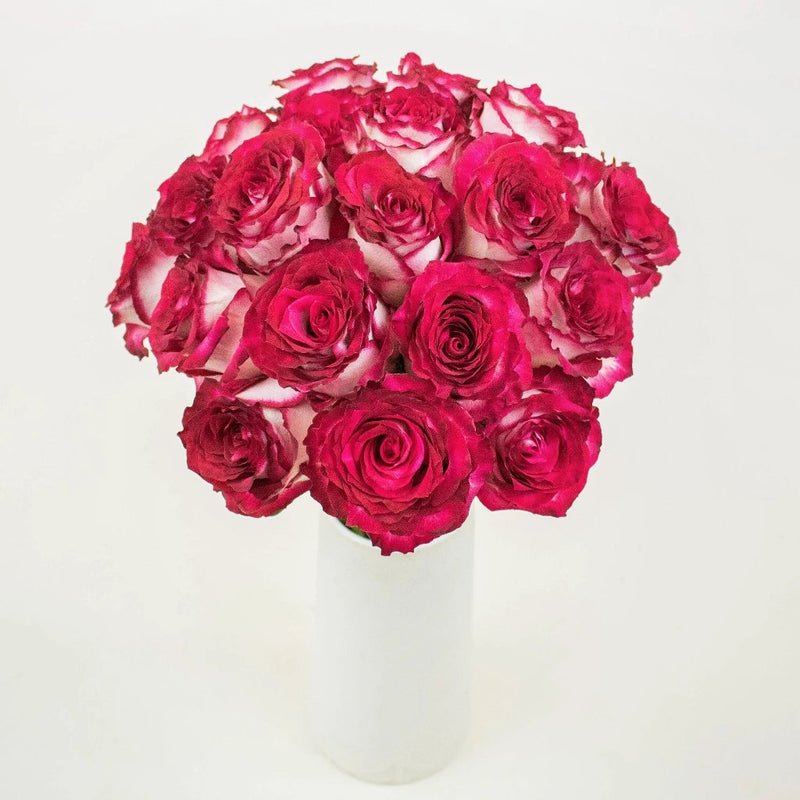 Roses - Pink Bicolour - Laflora.ae