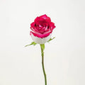 Roses - Pink Bicolour - Laflora.ae