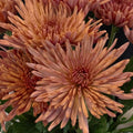 Chrysanthemum - Tierra (10 Stems) - Laflora.ae