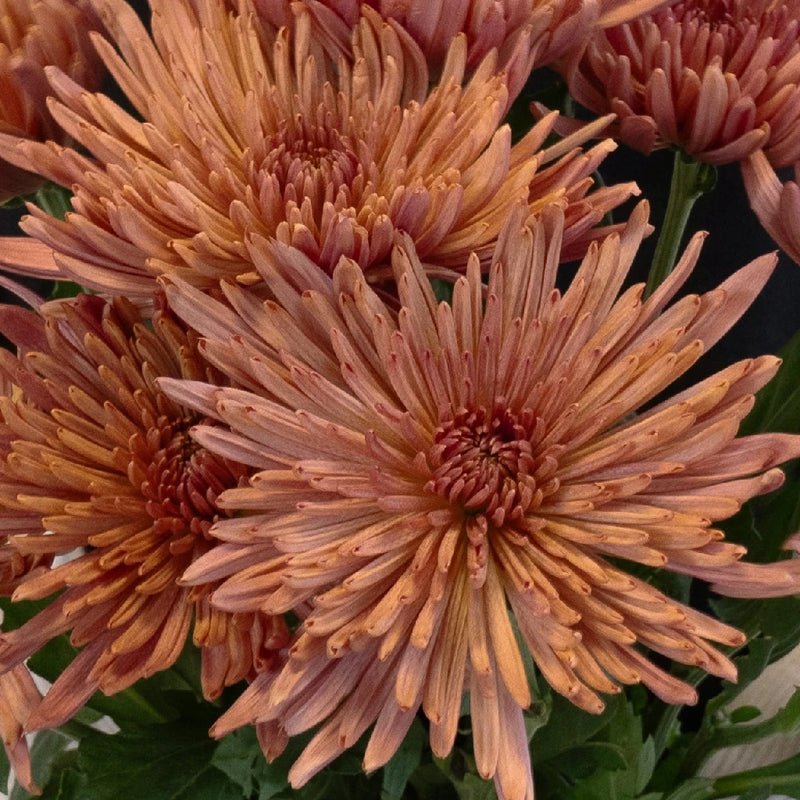 Chrysanthemum - Tierra (10 Stems) - Laflora.ae